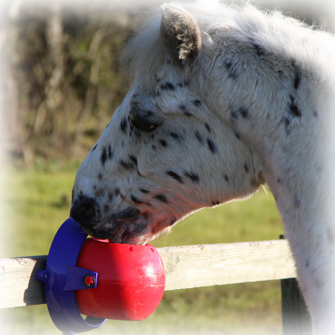 9584 hest